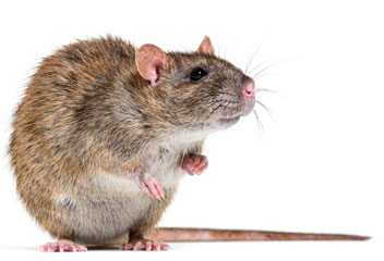Rats Bruns