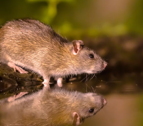 Rats Bruns