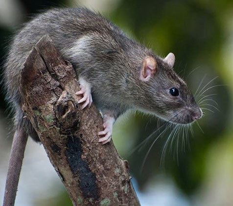 Rats Noirs