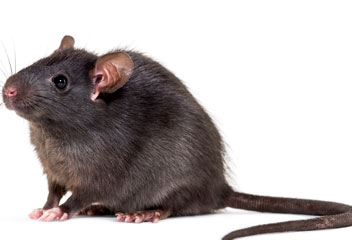 Rats Noirs